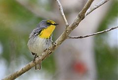 Olive-capped Warbler